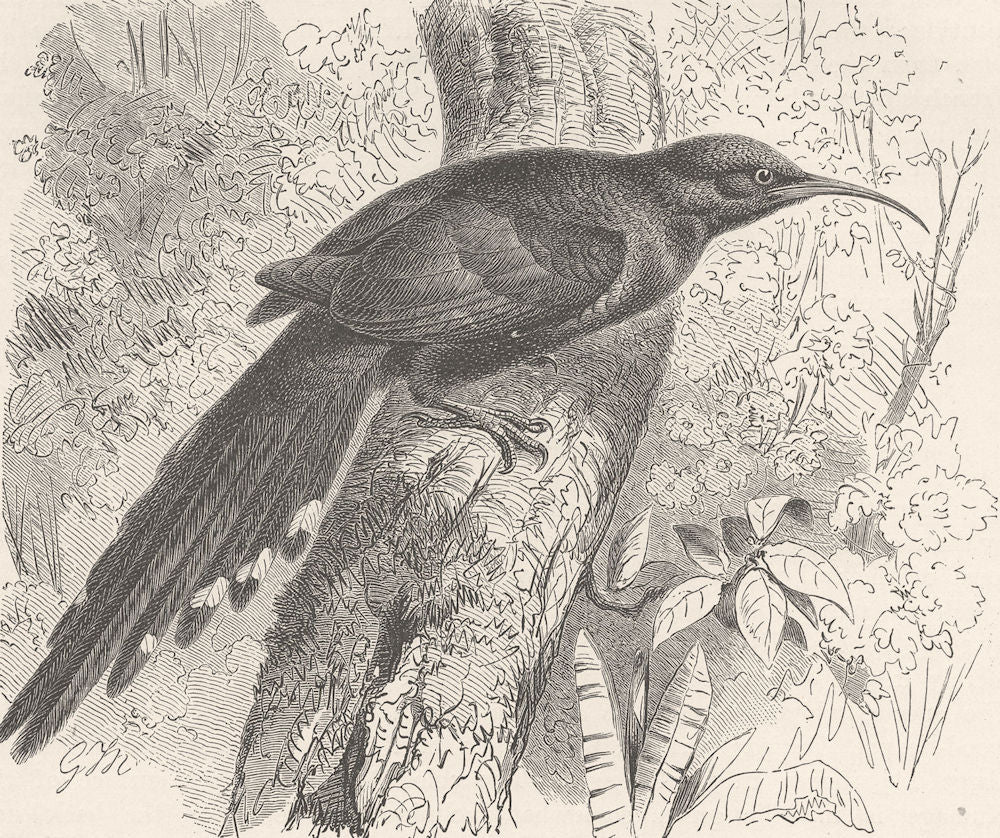 BIRDS. Purple-tailed wood-hoopoe 1895 old antique vintage print picture